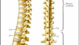 Thoracic-spine1